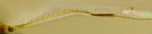 Pachyneuron grande